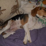 Zazou moet dringend op dieet!