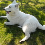 Foto van Indy
