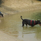Foto van Marleen , Blacky & Justy