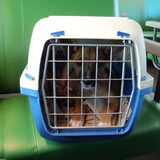 Koos leek de kattentransportbox wel prima te vinden! Hij kroop er zelf…