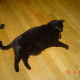 kat smirnoff