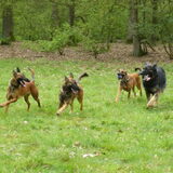 Foto van De Mecheltjes clan