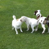 Diesel helemaal rechts. Chailo(Diesel's broertje) in t midden en Nina…