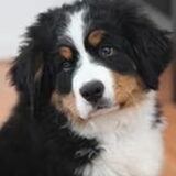 Puck 9 weken