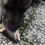 Foto van José • Rover