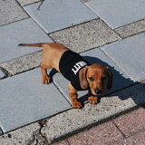 Toen elvis pas een week of 2 bij ons was hebben we hem een stoer…