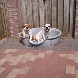 Old English bulldogs Arras (Leavittreu) en Ceya (Hermesteef)
