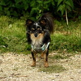 Tis ook zo'n heerlijk hondje