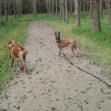 Foto van Hope & Rambo