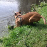 Foto van Hope & Rambo