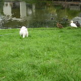 10-09-2011 Zouden ze wat doen de eendjes, ken zulke beestjes niet…