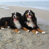 Cay en Cooper in Callantsoog.