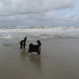 Mijn strandjutters.
