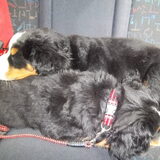 samen op de achterbank in de auto!