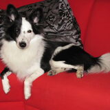 Foto van Amigo en K.C.