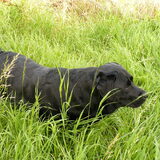lekker in het hoge gras in Maaswijk