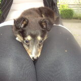 Even bij mn baasje op schoot liggen