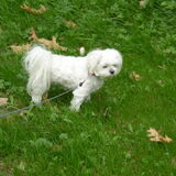 11-09-2011 Chicka