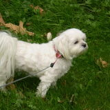 11-09-2011 CHICKA