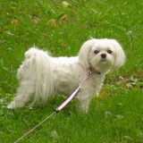 11-09-2011 CHICKA M,N LIEF