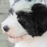 Puppie Duuk.