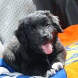 9 week oud