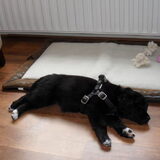 Baby Boes net 8 week oud