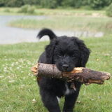 Stoere Boes