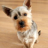 Foto van *~-Sammy-Ft -Jady- Ft -Bailey-~*