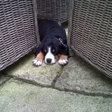 Flip ligt in de tuin tussen de stoelen ;)