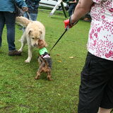 Foto van Muis,Vera, Papadopoulos, Odette, Annabelle en Ciska (Terra+, Dinky+, Saltarin+, Sam+, Zara+, Paco+)
