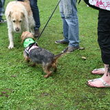 Foto van Muis,Vera, Papadopoulos, Odette, Annabelle en Ciska (Terra+, Dinky+, Saltarin+, Sam+, Zara+, Paco+)
