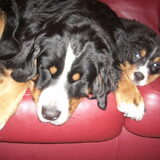 Foto van Lisa & doggs