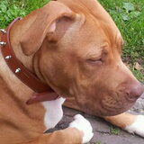 dit is rocky mijn pup 5 maanden
