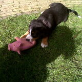 Flip en zn speel varken ;D
