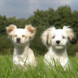 Foto van Melissa, Dempsey, Taiko, Minos & *Nina*