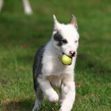 puppy eagle
