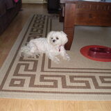 12-09-2011 Chicka ligt op wacht