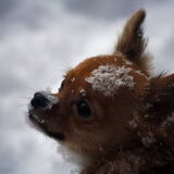 Lily de chihuahua in de sneeuw