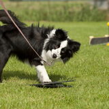 Terukomdag Mini en Toy Aussie's