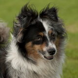 Terukomdag Mini en Toy Aussie's