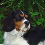 Arko