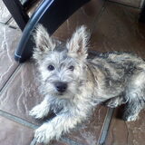 Puppy