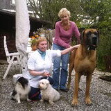 Mighty Duitse dog een schat van een hond , met Tara en Rowan mijn…