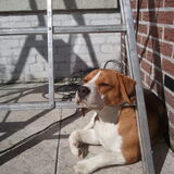 Handig dat de buitenschilder hier z'n ladder neerzet. Die dient nu even…