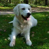 sept 2011 asta