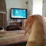 Animal Planet kijken!