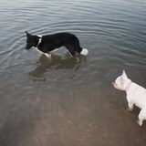 Chicka&Lady in het water !