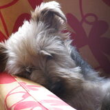 jessy, de hond van mijn vriendin