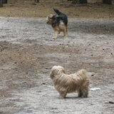 Foto van liesbeth,Turbo,Luna, Levi en Faith